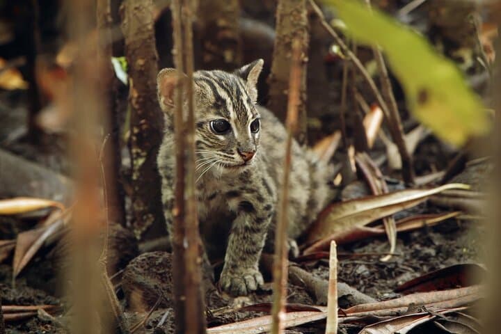 Yala National Park Leopard Safari: Explore Wild Wonders photo 2