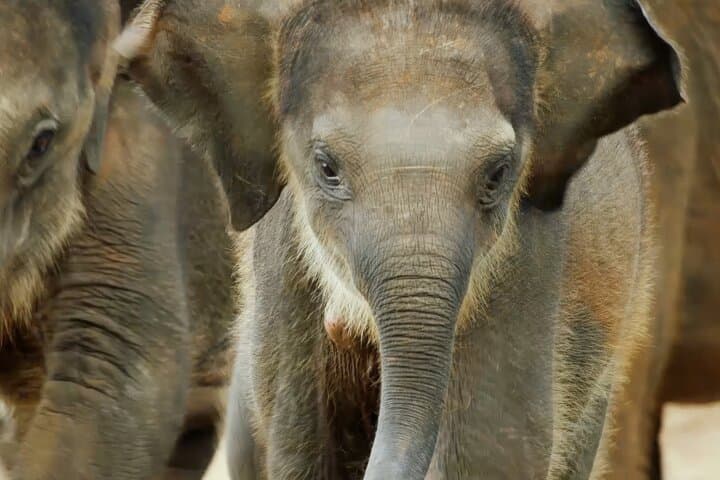 Yala National Park Leopard Safari: Explore Wild Wonders photo 4