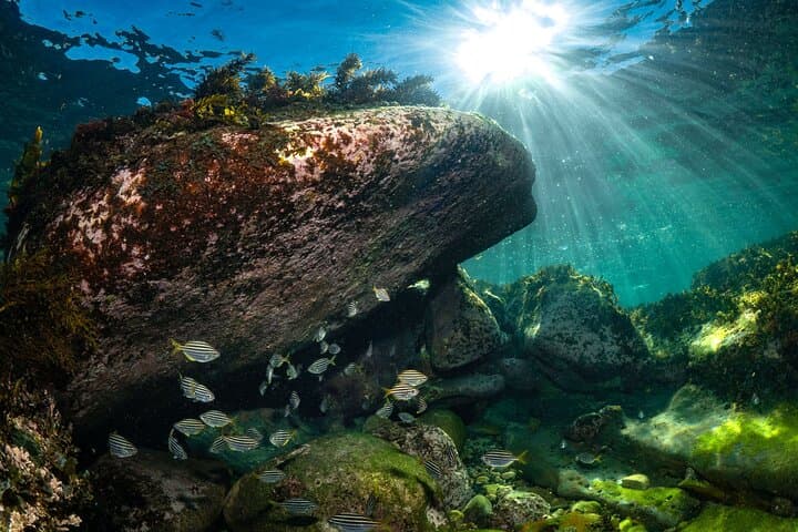 Guided Snorkeling in Bondi: Discover Sydney’s Coastal Marine Life photo 3
