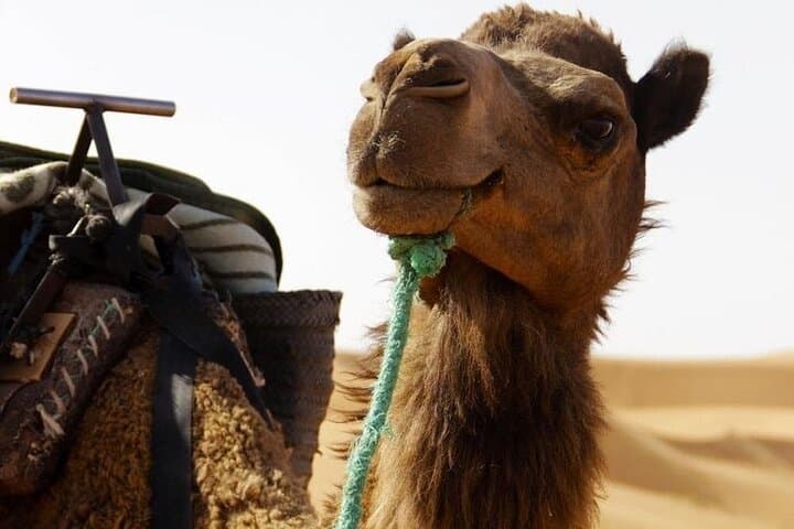 Morocco Desert Tour: Casablanca to Merzouga Dunes — 10-Day Sahara Expedition photo 2