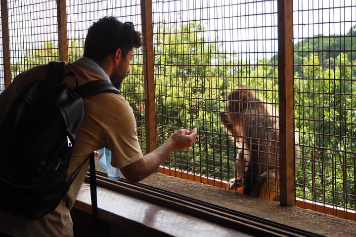 Arashiyama & West Kyoto Walking Tour: Bamboo Forest, Monkey Park, Matcha & Calligraphy photo 2