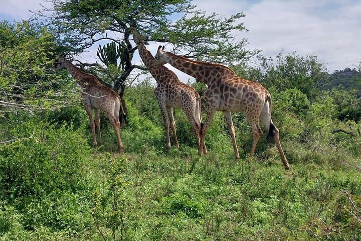 Half-Day Tala Game Reserve & Phezulu Safari Park: Wildlife and Zulu Culture from Durban
