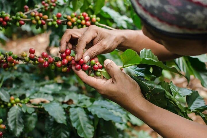 Fairview Coffee Farm & Factory Tour from Nairobi — Farm-to-Cup Experience photo 5