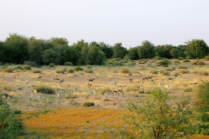Morning Vintage G-Class Safari in Al Marmoom: Desert Ride, Bedouin Village & Camel Caravan photo 4