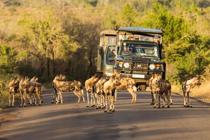 Hluhluwe-Imfolozi Park Half-Day Big Five Safari — Morning Game Drive from St Lucia photo 2