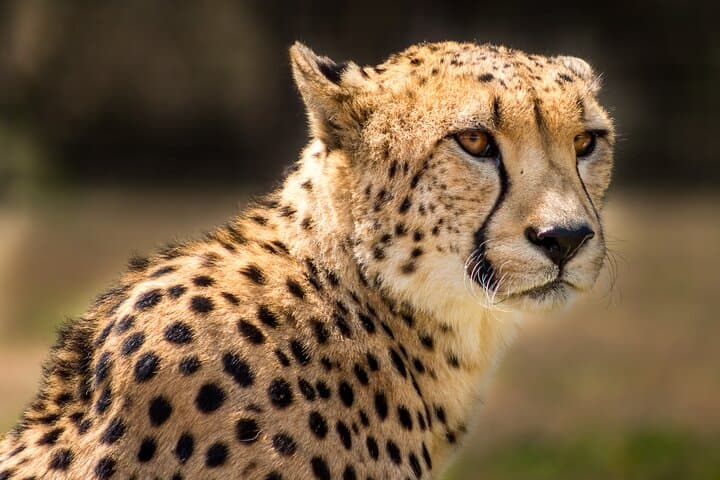 Hluhluwe-Imfolozi Park Half-Day Big Five Safari — Morning Game Drive from St Lucia photo 3