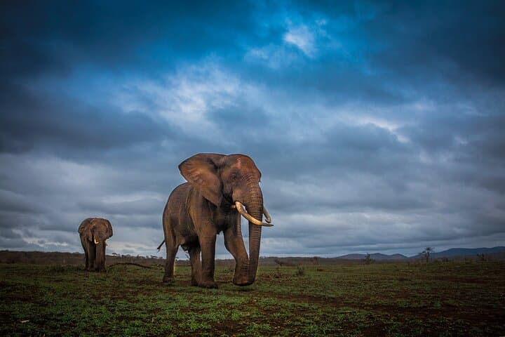 Hluhluwe-Imfolozi Park Half-Day Big Five Safari — Morning Game Drive from St Lucia photo 4