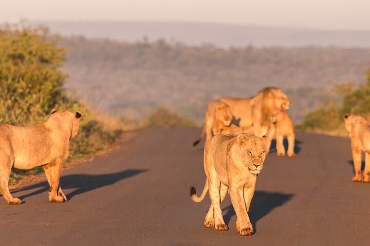 Hluhluwe-Imfolozi Park Half-Day Big Five Safari — Morning Game Drive from St Lucia photo 5