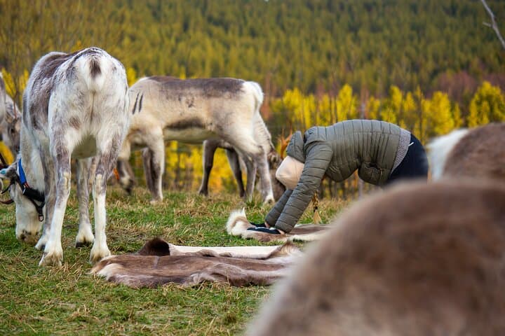 Reindeer Yoga in Finnish Lapland: Herdside Flow Near Rovaniemi photo 2