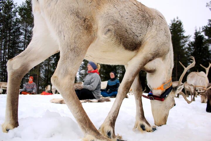 Reindeer Yoga in Finnish Lapland: Herdside Flow Near Rovaniemi photo 4