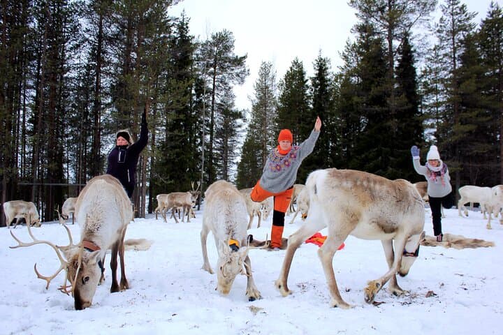 Reindeer Yoga in Finnish Lapland: Herdside Flow Near Rovaniemi photo 6