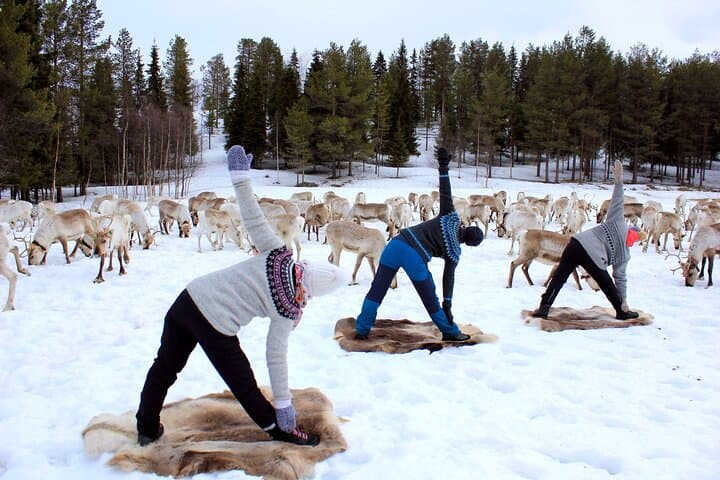 Reindeer Yoga in Finnish Lapland: Herdside Flow Near Rovaniemi