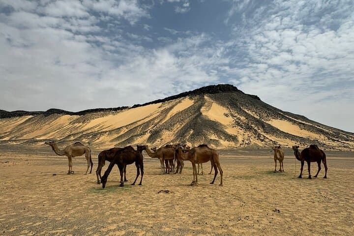 Two-Day White & Black Desert Safari from Cairo — Camping in Bahariya Oasis photo 5