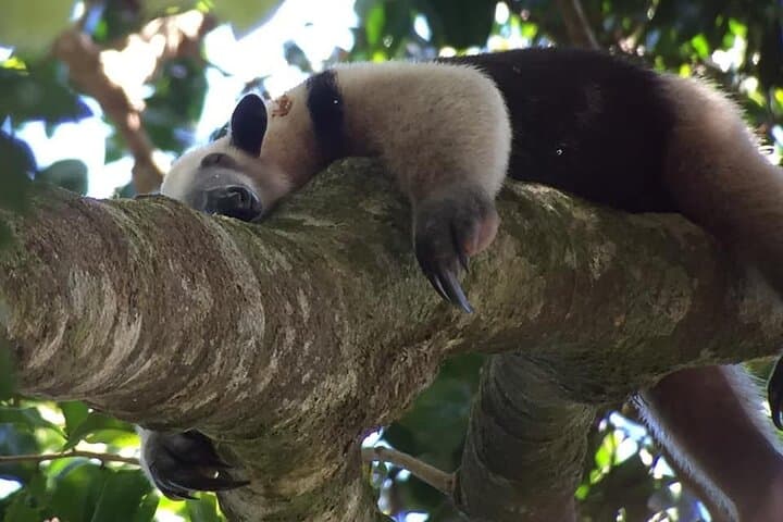 Manuel Antonio National Park Guided Wildlife Walk & Beach Visit (2–3 hrs) photo 4