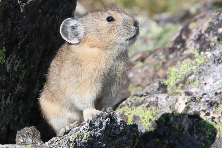 Bear Lake Corridor Tour — Rocky Mountain National Park Guide photo 6