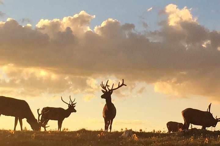Rutting Around: Elk Viewing Tour in Estes Park’s Rocky Mountain National Park photo 2