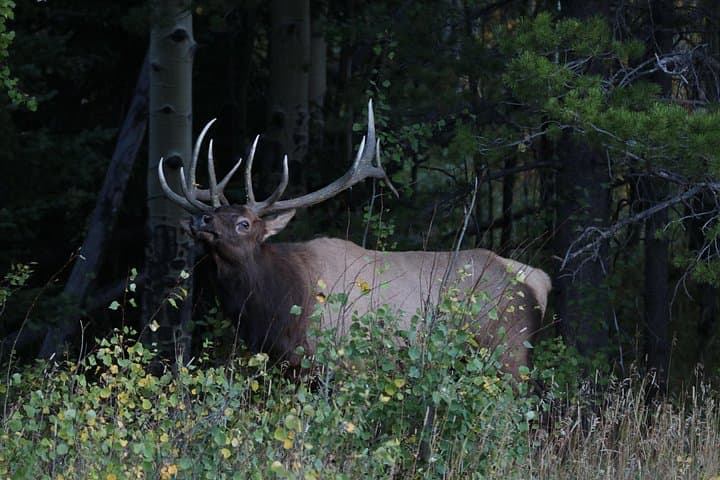 Rutting Around: Elk Viewing Tour in Estes Park’s Rocky Mountain National Park photo 3