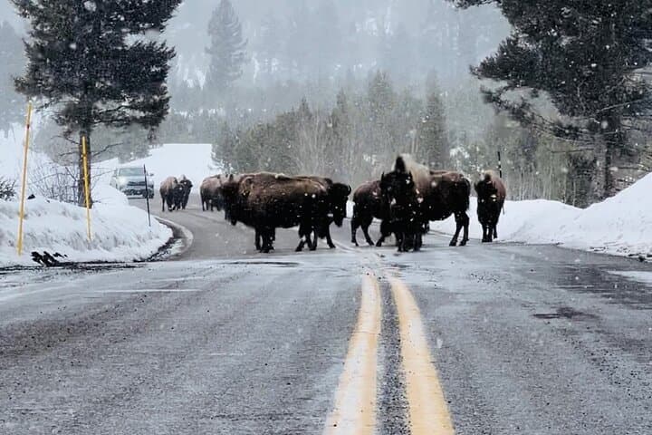 Exploring Yellowstone’s Winter Wildlife: A Private Safari from Bozeman to Lamar Valley photo 6