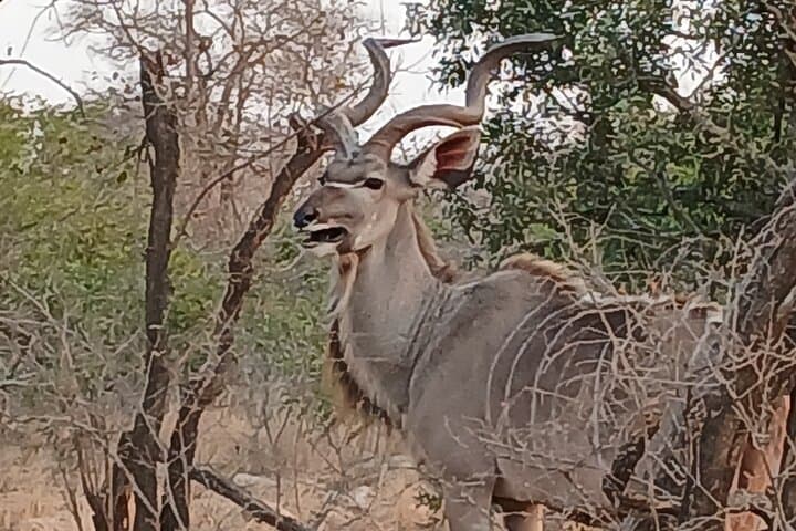 2-Day Pilanesberg Safari: Big Five Game Drives with 3-Star Lodge Stay photo 6