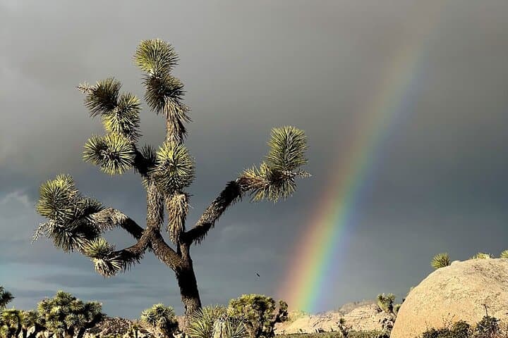 Joshua Tree Scenic Hummer Tour: Giant Boulders, Fault Lines & Desert Views