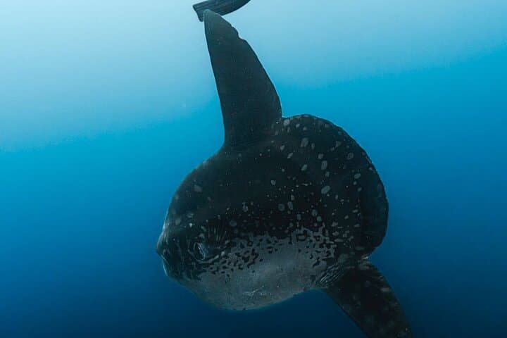 Tiger Shark Diving in Fuvahmulah — 8-Day, 15-Dive Tiger & Pelagic Safari photo 3