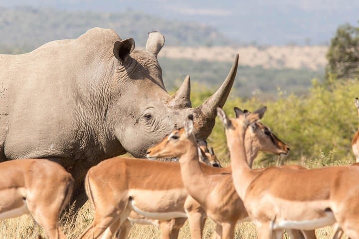 3-Day Safari: Hluhluwe-iMfolozi & iSimangaliso from Durban photo 3