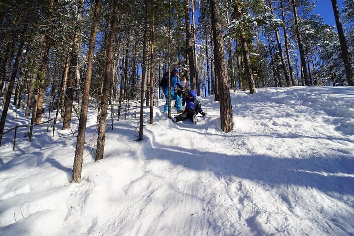 10km Husky Ride in the Taiga Taiga Forest from Rovaniemi — Kennel Visit & Mushing photo 5
