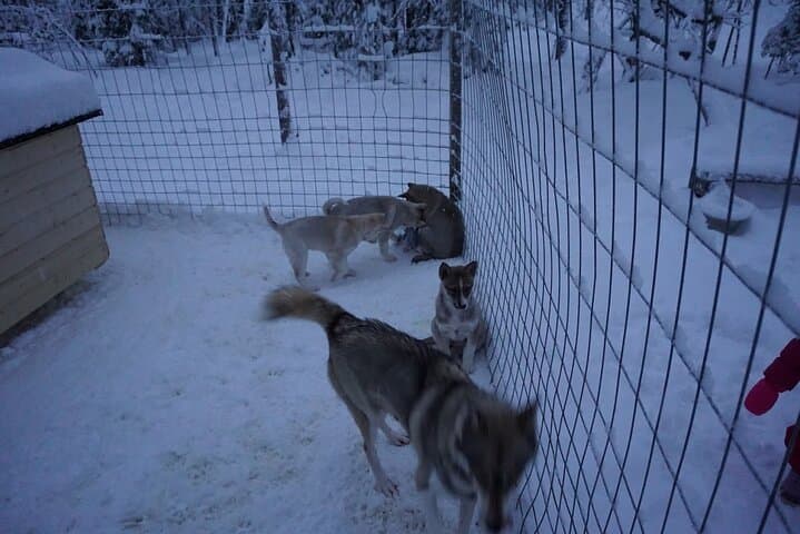 10km Husky Ride in the Taiga Taiga Forest from Rovaniemi — Kennel Visit & Mushing photo 3