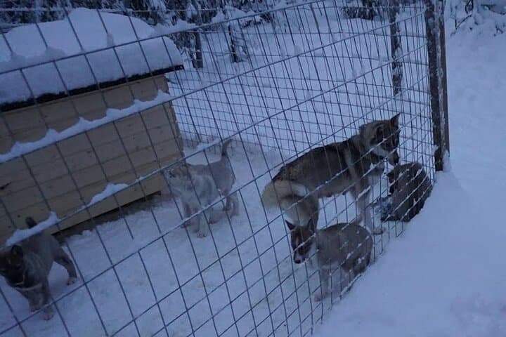 10km Husky Ride in the Taiga Taiga Forest from Rovaniemi — Kennel Visit & Mushing photo 4
