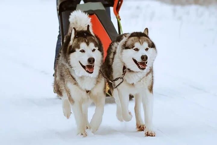 10km Husky Ride in the Taiga Taiga Forest from Rovaniemi — Kennel Visit & Mushing photo 2