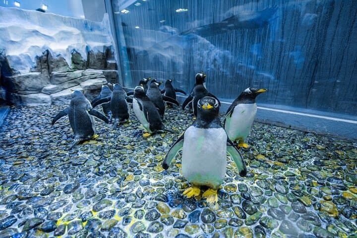 Dubai Aquarium & Penguin Cove — Inside Dubai Mall’s Underwater World photo 6