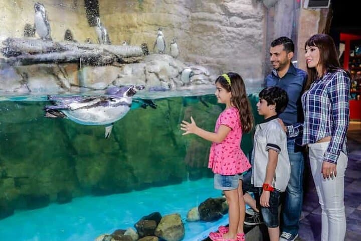 Dubai Aquarium & Penguin Cove — Inside Dubai Mall’s Underwater World
