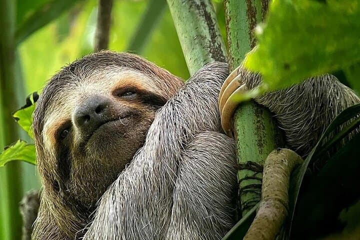 Manuel Antonio National Park Guided Wildlife Walk & Beach Visit (2–3 hrs)