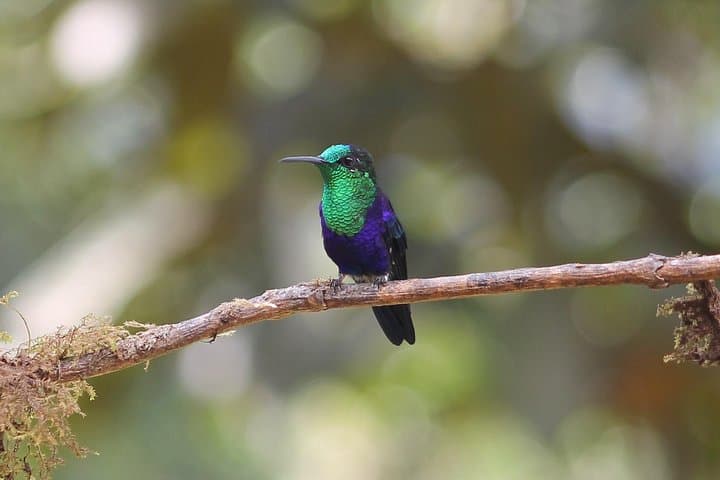 Hummingbird Paradise: Easy Birdwatching Near Cali, Colombia (4-Hour Experience)