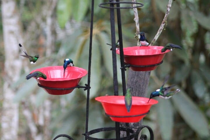 Hummingbird Paradise: Easy Birdwatching Near Cali, Colombia (4-Hour Experience) photo 3