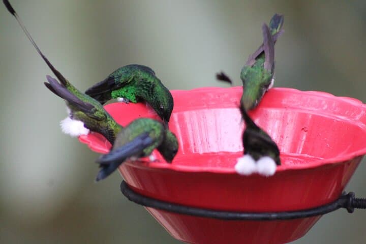 Hummingbird Paradise: Easy Birdwatching Near Cali, Colombia (4-Hour Experience) photo 2