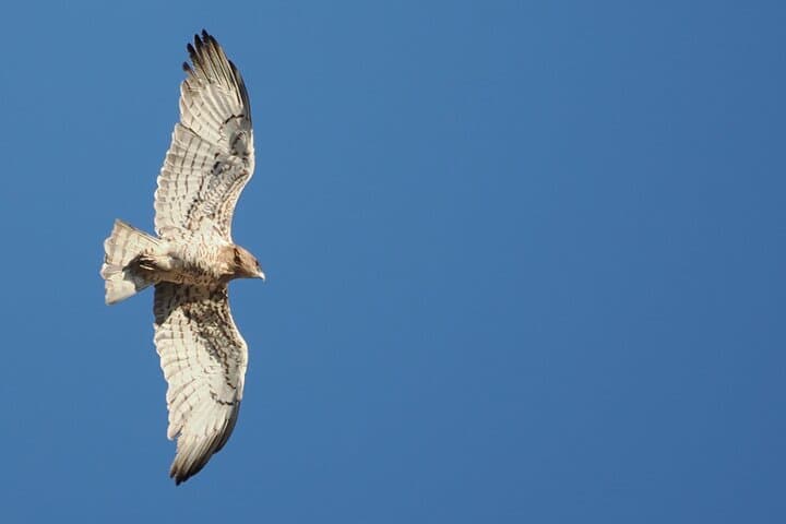 Birdwatching Ronda & Grazalema: Day Tour for Griffon Vultures and Rock Specialists photo 1