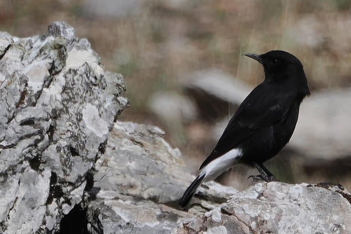 Birdwatching Ronda & Grazalema: Day Tour for Griffon Vultures and Rock Specialists photo 4