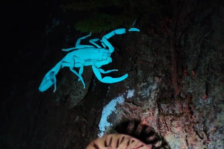 Monteverde Night Walk: Exploring Costa Rica’s Cloud-Forest After Dark