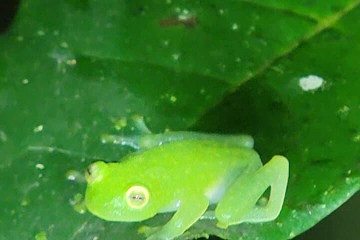 Monteverde Night Walk: Exploring Costa Rica’s Cloud-Forest After Dark photo 2