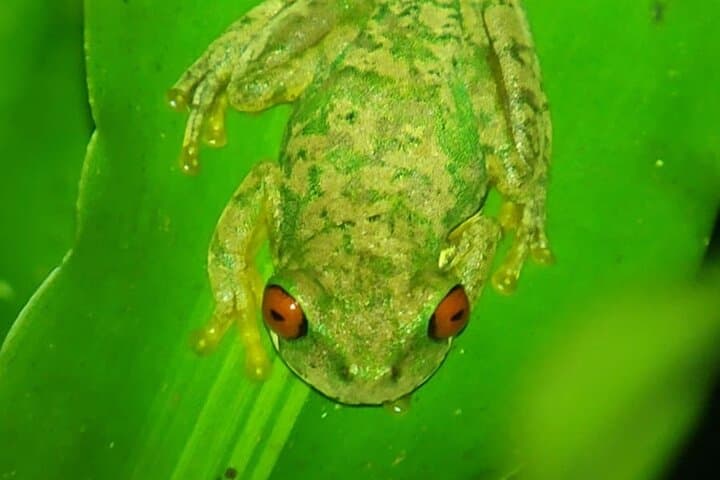 Monteverde Night Walk: Exploring Costa Rica’s Cloud-Forest After Dark photo 3