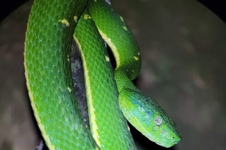 Monteverde Night Walk: Exploring Costa Rica’s Cloud-Forest After Dark photo 4