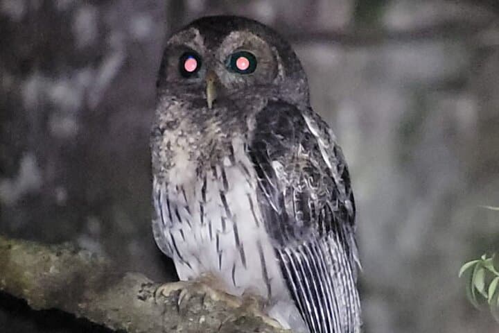 Monteverde Night Walk: Exploring Costa Rica’s Cloud-Forest After Dark photo 5