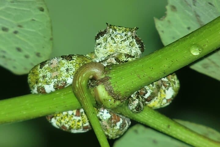 Monteverde Night Walk: Exploring Costa Rica’s Cloud-Forest After Dark photo 6