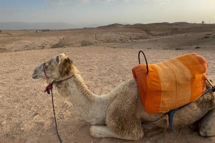 Agafay Desert Sunset: Quad Biking, Camel Ride & Berber Dinner from Marrakech photo 6