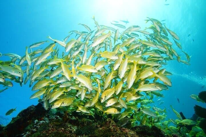 Beginner Scuba: Pool Class + MUSA & Manchones Reef Two-Tank Experience in Cancun photo 2
