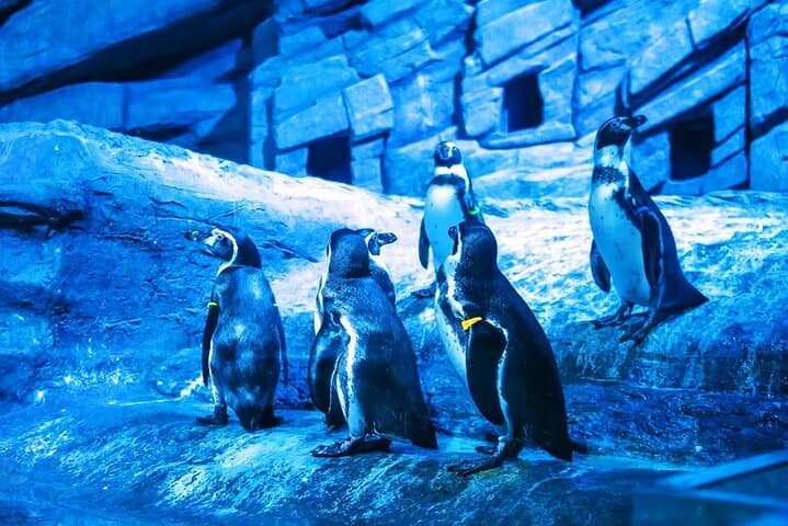 Aquaria Phuket & AR Trick Eye Museum: Interactive Aquarium and 4D Art Experience photo 4