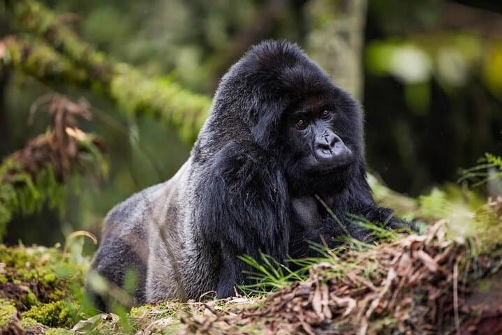 Private One-Day Gorilla Tracking in Volcanoes National Park, Rwanda