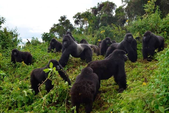 Private One-Day Gorilla Tracking in Volcanoes National Park, Rwanda photo 5