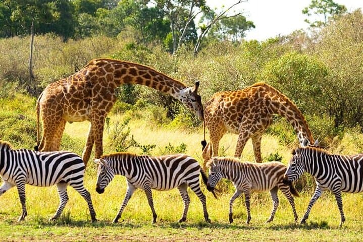 Chobe Day Trip from Livingstone — River Safari and Chobe National Park Game Drive photo 1
